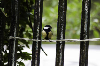 Close-up of bird perching on tree