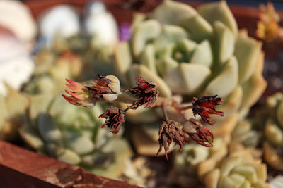 Close-up of red flowering plant