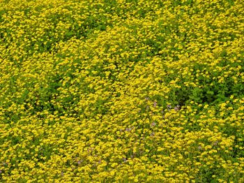 Yellow flowers blooming in field