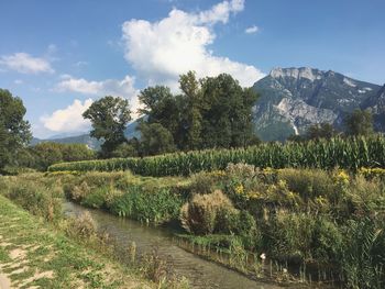 Scenic view of vineyard against sky