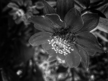 Close-up of water lily