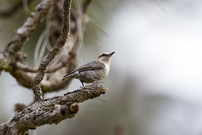 Close-up of bird perching on branch