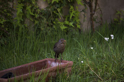 Bird perching on a field