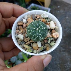 High angle view of person holding bowl