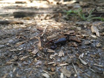 High angle view of insect on land