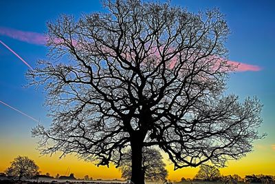 Low angle view of silhouette tree against sky