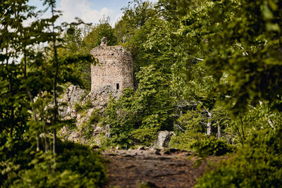 Stone wall by trees and plants