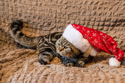 Close-up of cat sleeping