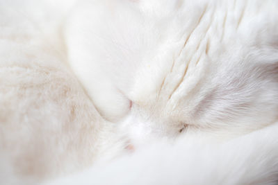 Close-up of dog sleeping