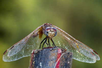 Close-up of dragonfly