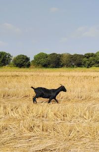 Horse standing on field