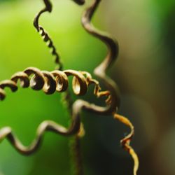 Close-up of spiral wire