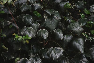  leaves , full frame shot of plants