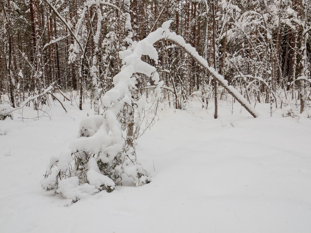 SNOW COVERED FIELD BY TREES