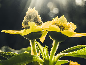 Close-up of yellow flowering plant