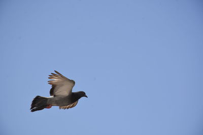 Low angle view of seagull flying in sky