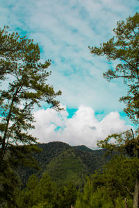 Low angle view of trees against sky