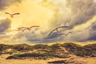 Seagulls flying over landscape against dramatic sky during sunset