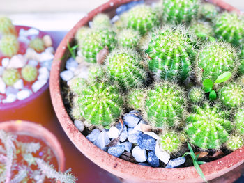 High angle view of succulent plant