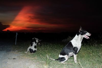 Dog on field against sky during sunset