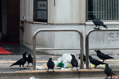 Ravens by garbage on sidewalk