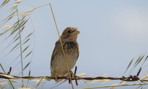 Low angle view of bird perching on tree against sky