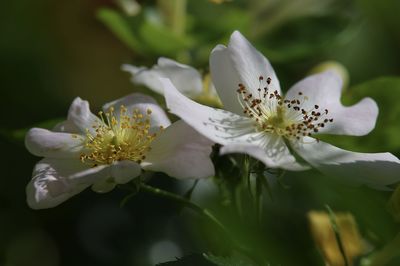 Close-up of white dog rose blossoms