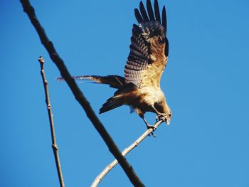 Low angle view of eagle perching on blue sky