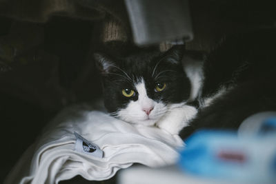 Close-up portrait of cat at home