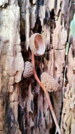 Close-up of tree trunk