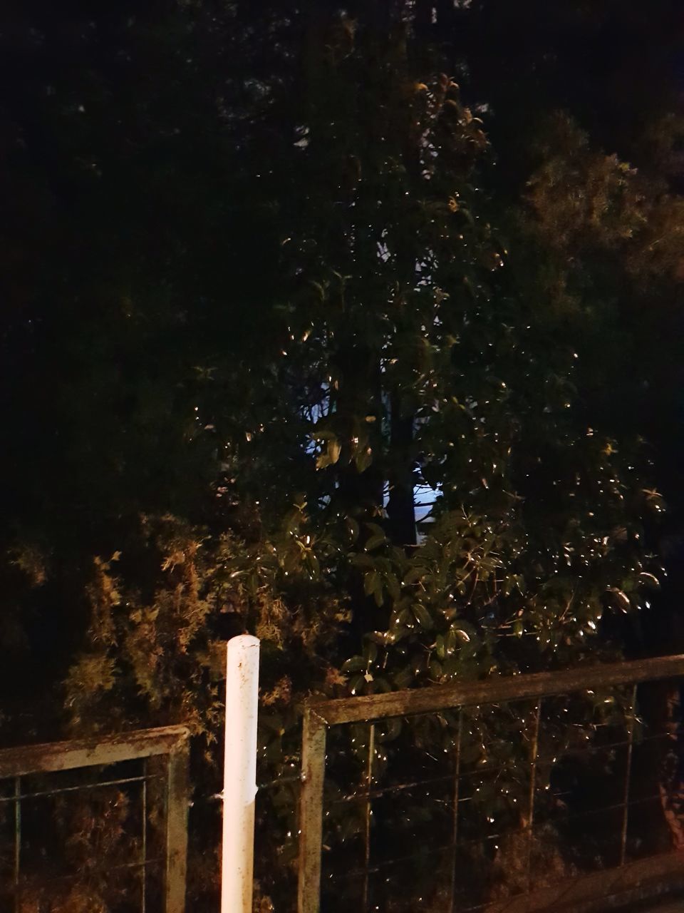 tree, no people, plant, night, illuminated, nature, growth, low angle view, outdoors, sky, tranquility, architecture, beauty in nature, barrier, built structure, wood - material, boundary, close-up, dark