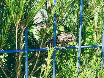 Close-up of bamboo plants on field