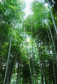 Low angle view of trees