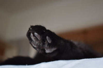 Close-up of a cat