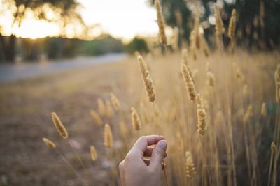 Cropped hand holding dry grass