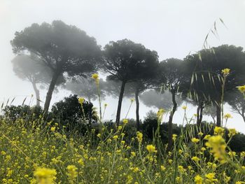 Plants growing on field against sky