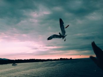 Bird flying on beach against cloudy sky