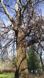 Low angle view of bare trees against sky