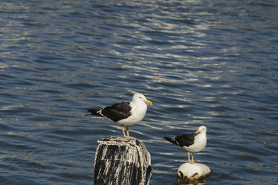 Seagulls perching on lake