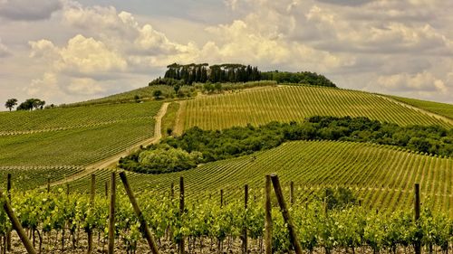 Scenic view of vineyard against sky