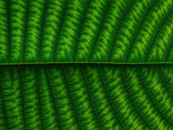 Full frame shot of green leaves