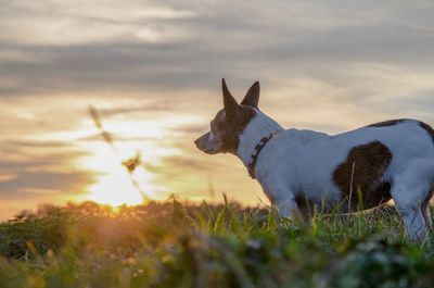 View of dog on field against sky during sunset