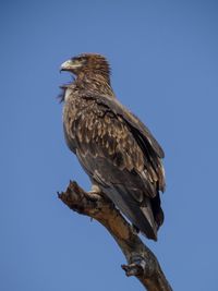 Low angle view of eagle perching on tree against clear blue sky