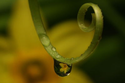 Close-up of water drop on leaf