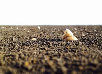 Close-up of crab on sand