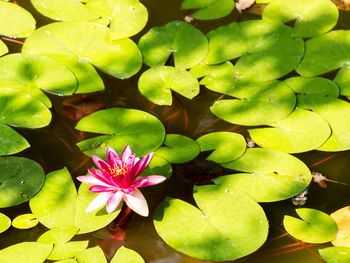 Close-up of lotus water lily in pond