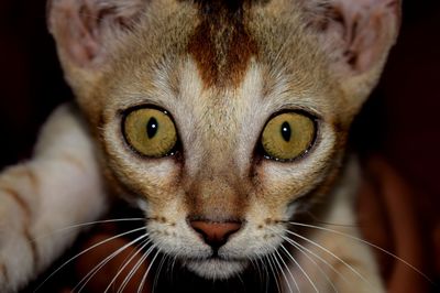 Close-up portrait of a cat