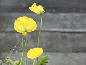 Close-up of yellow flowering plant