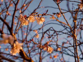 Low angle view of cherry blossoms against sky