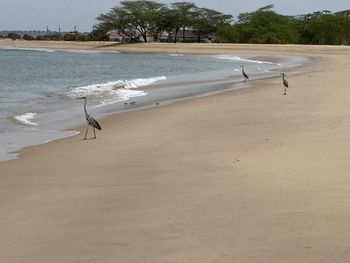 View of birds on beach